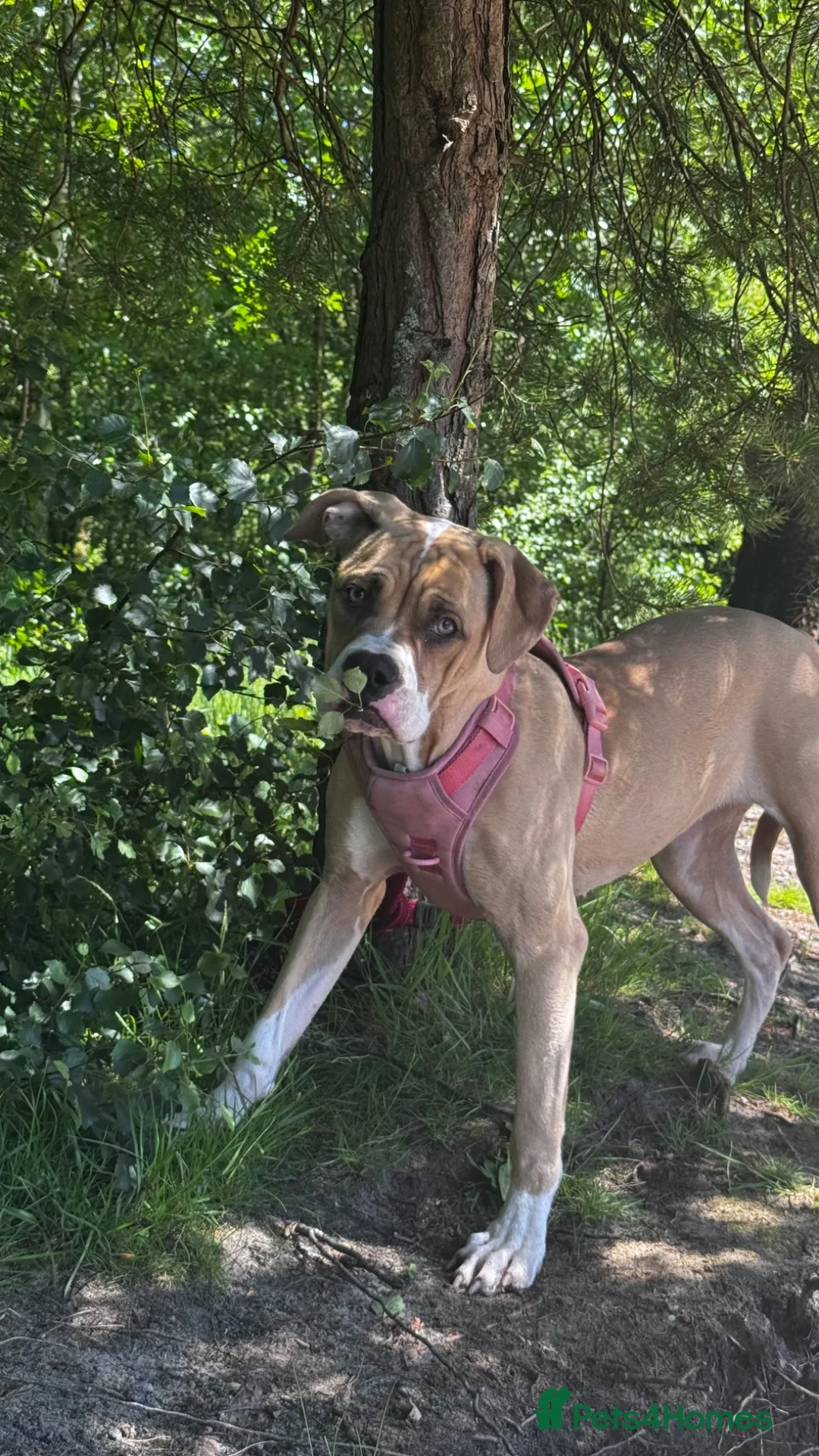 American Bulldog dogs for sale: Beautiful 8 month old girl  in Glasgow - Advert 2