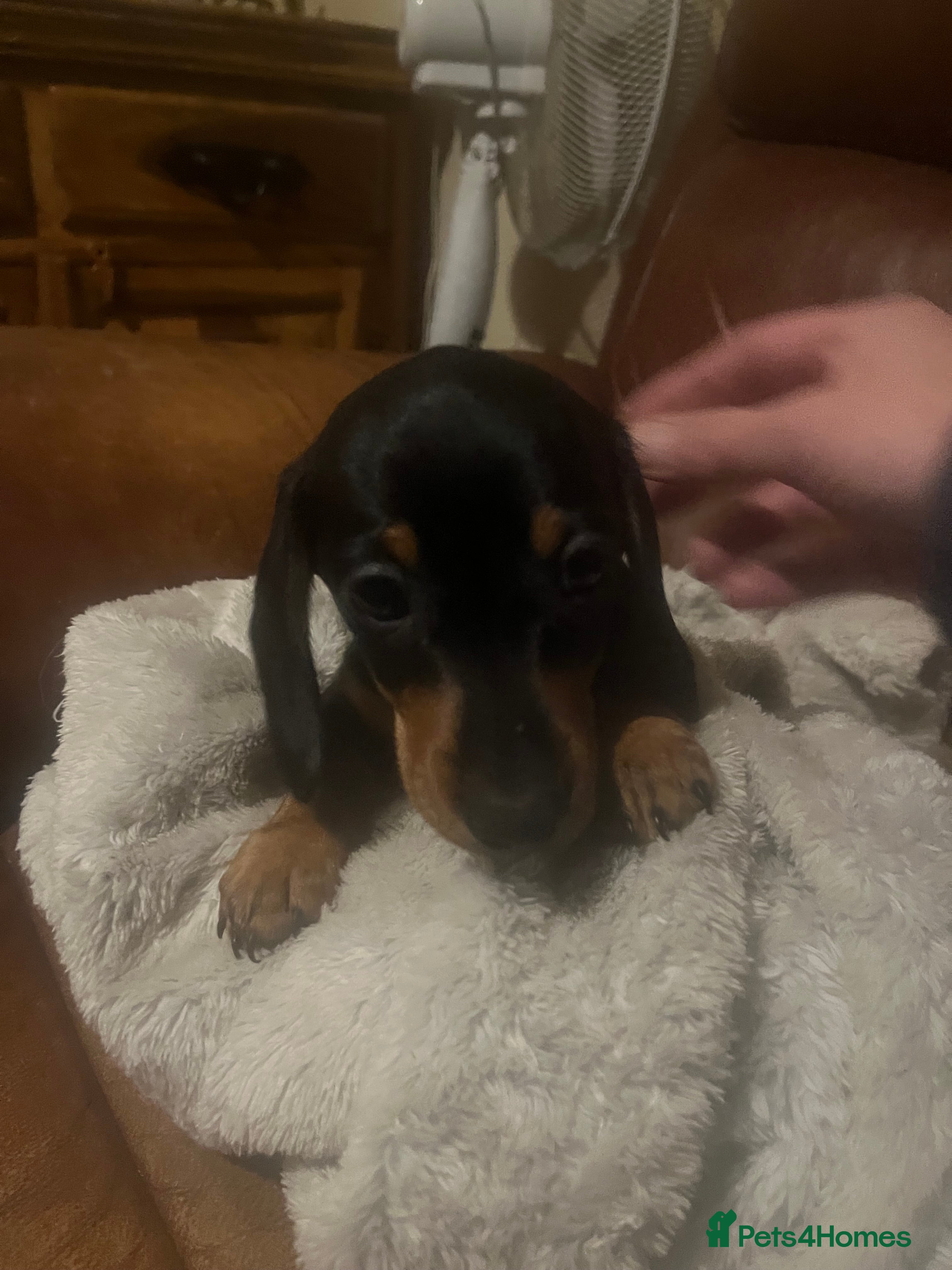 Miniature Dachshund dogs miniature dachshunds - Advert 5