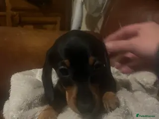 Miniature Dachshund dogs miniature dachshunds - Advert 5