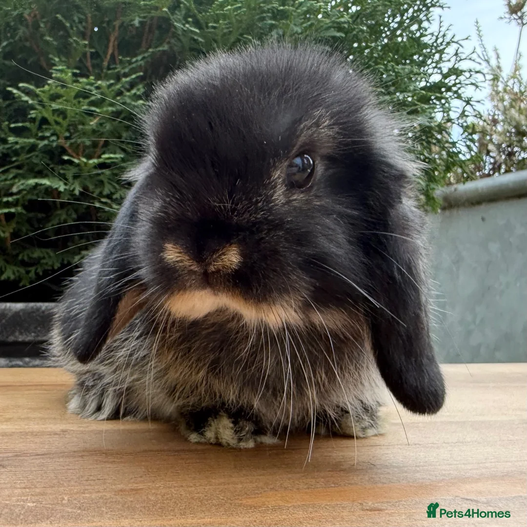 Mini Lop rabbits for sale: Beautiful Black Otter Mini Lop - Advert 2
