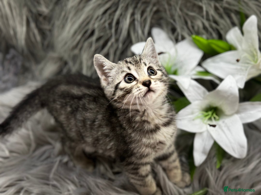 Egyptian Mau cats for sale: Exceptional Egyptian Mau & Bengal Kittens TICAreg - Image 5