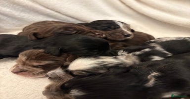 Cocker Spaniel dogs - Advert 12