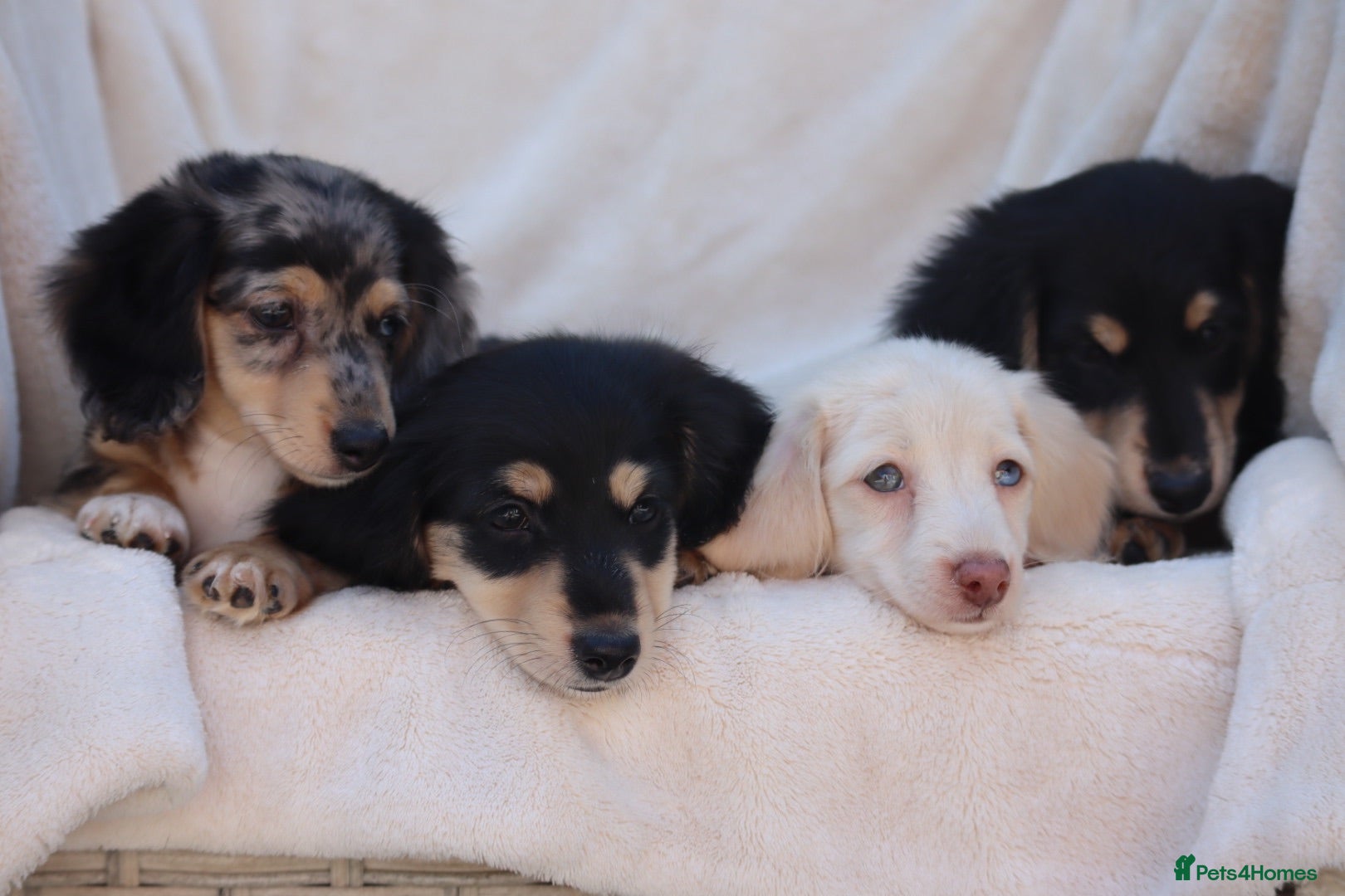 Miniature Dachshund dogs LONGHAIRED MINIATURE DACHSHUNDS  - Advert 1