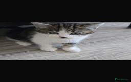 Bengal cats for sale: KITTENS READY TO GO!!!💓🐈🏡 - Image 10