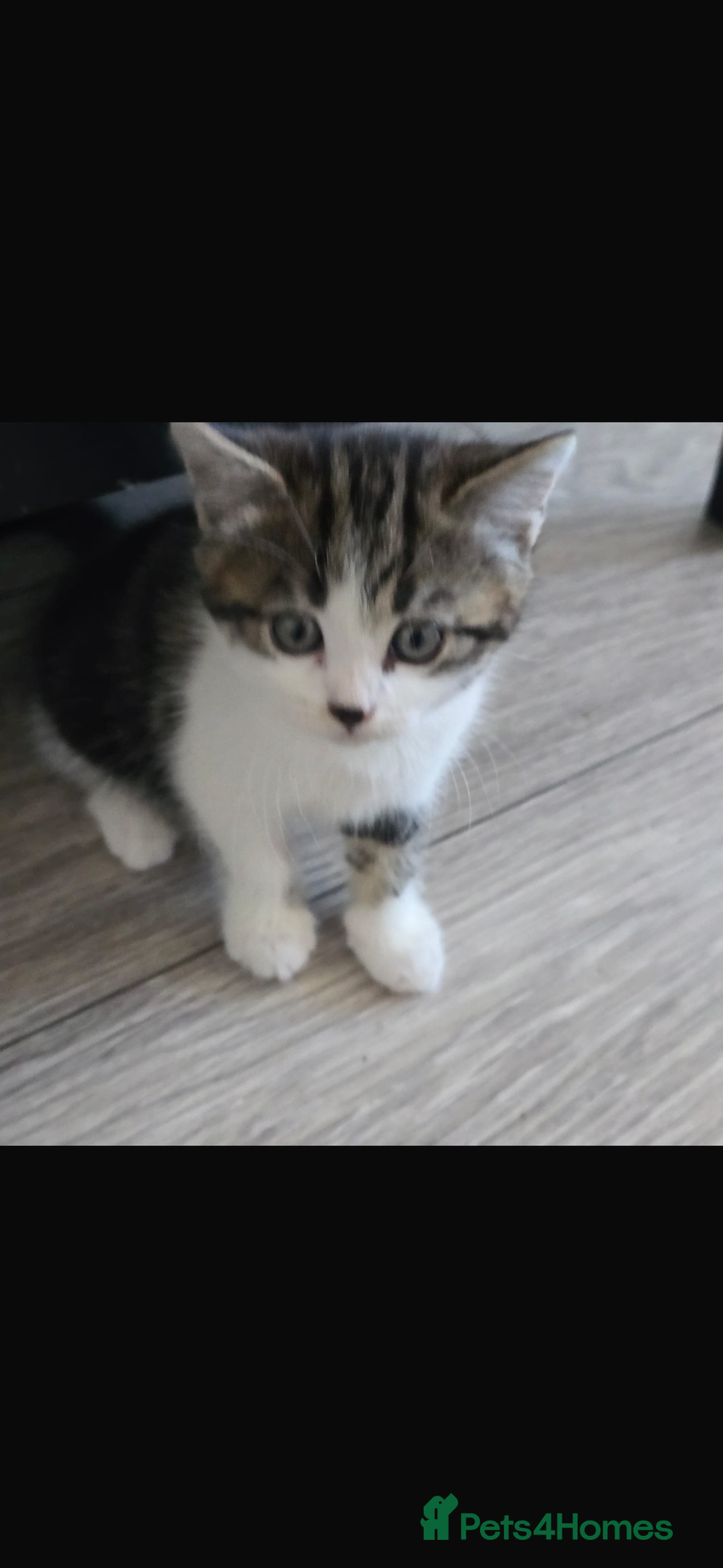 Bengal cats for sale: KITTENS READY TO GO!!!💓🐈🏡 - Image 10