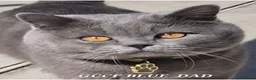 British Shorthair cats for sale: Cute BSH blue and lilac kittens for new home in London - Advert 9