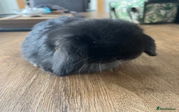 Dwarf Lop rabbits for sale: Dwarf lops READY NOW - Image 13