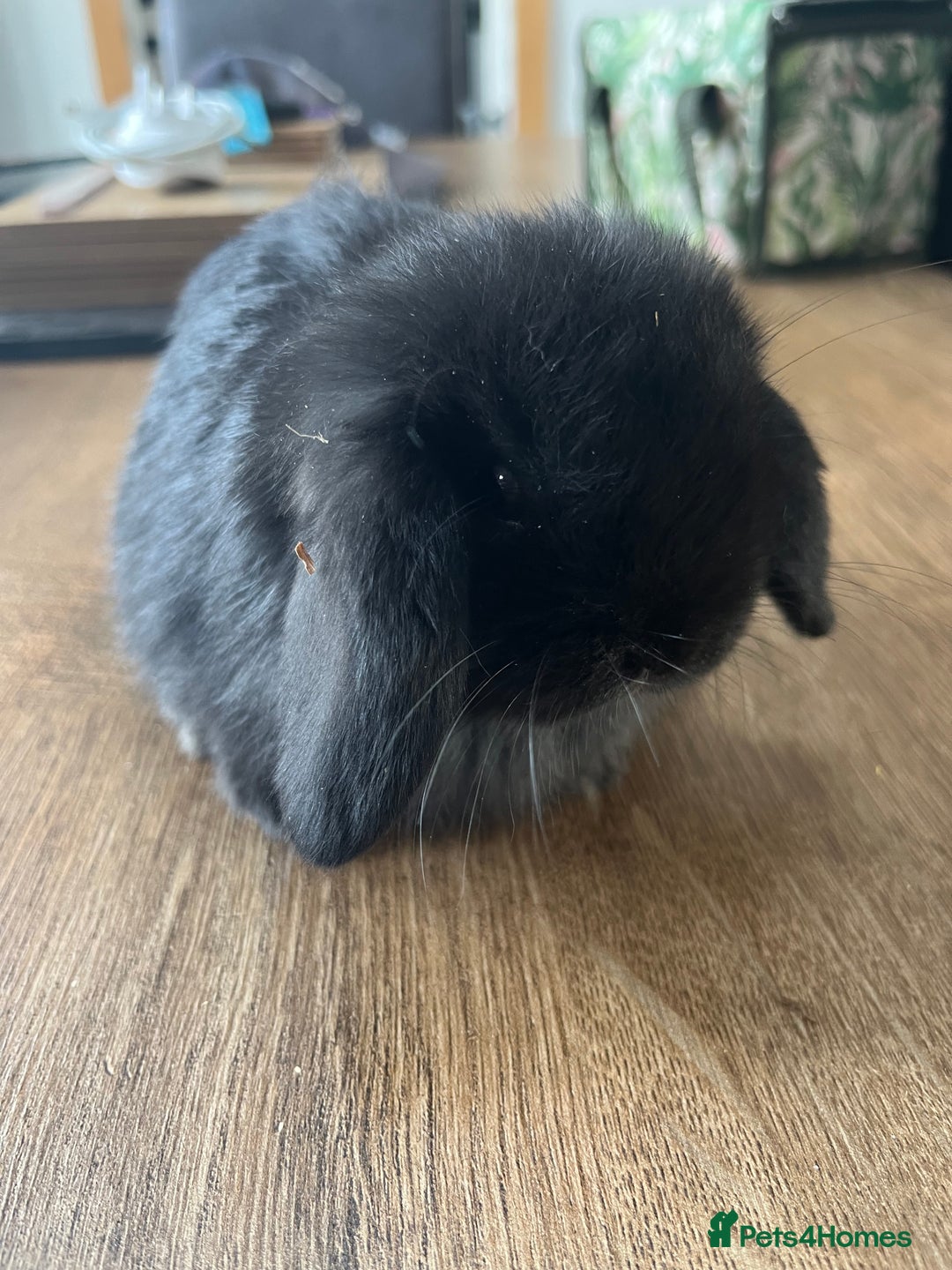 Dwarf Lop rabbits for sale: Dwarf lops READY NOW - Image 13