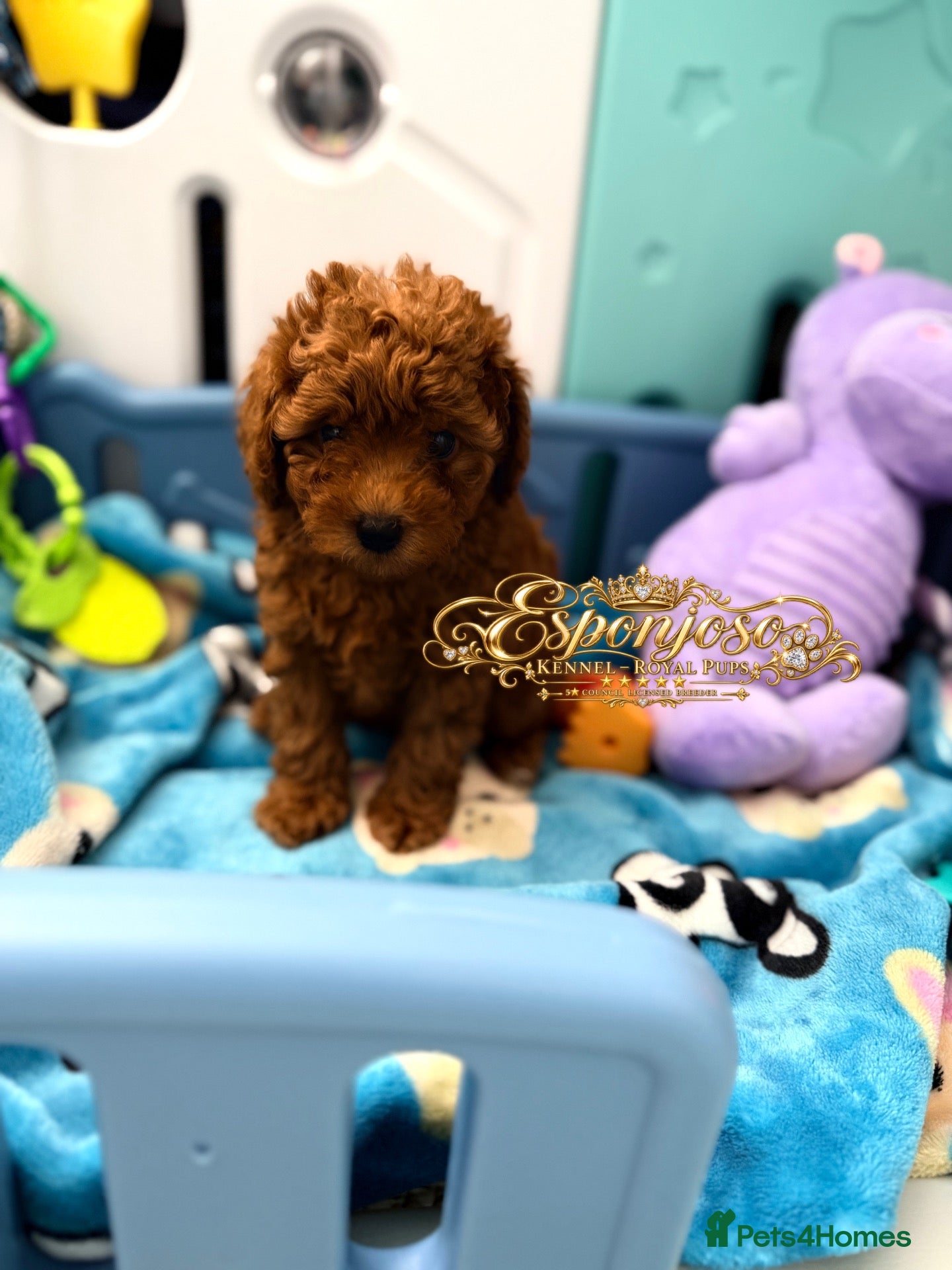 Toy Poodle dogs Ready Sunday 🏡5⭐ Licensed ESPONJOSO Toy Poodle👑 - Advert 15