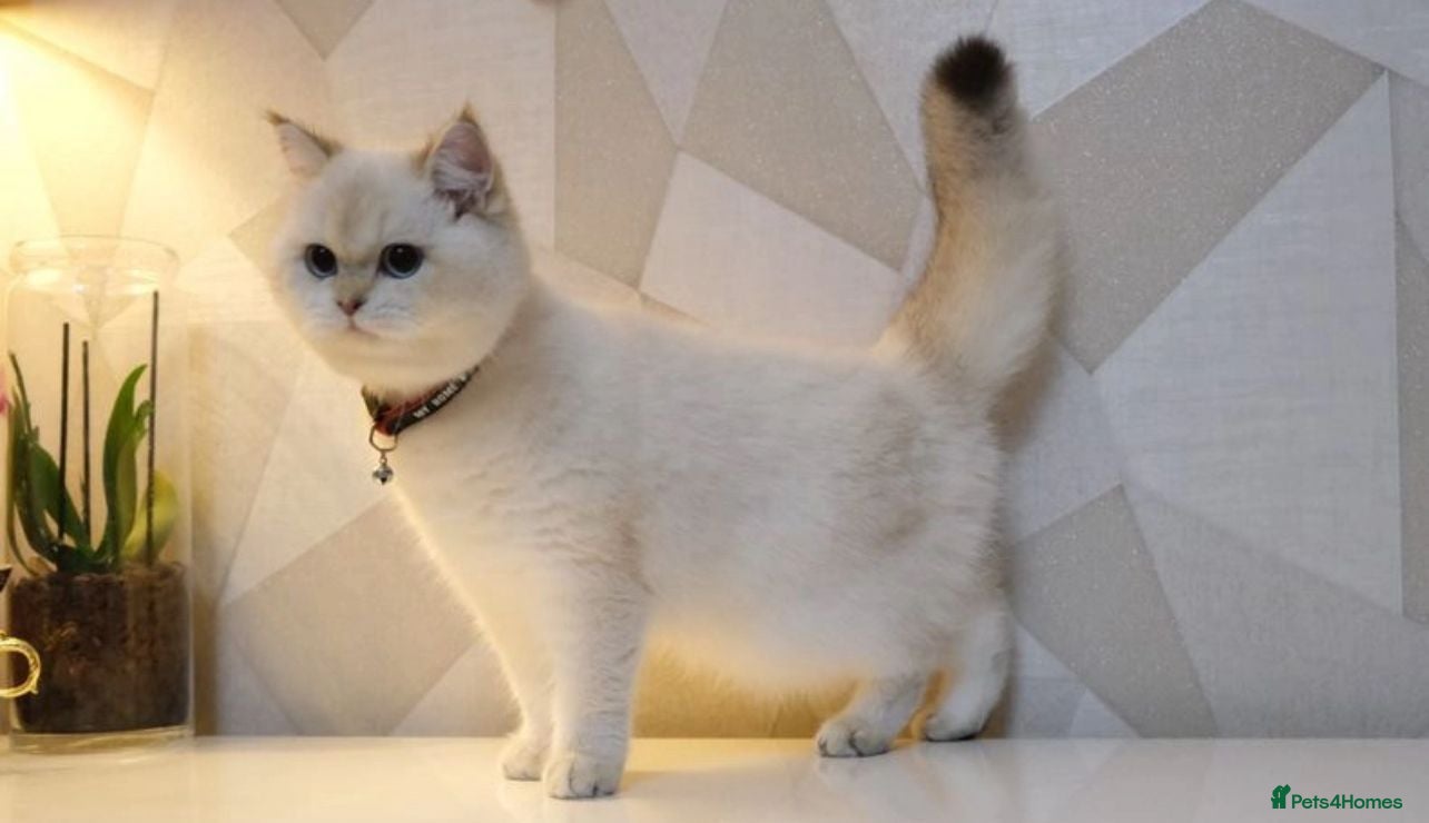 Scottish Fold cats Scottish fold and straight kittens  - Advert 5