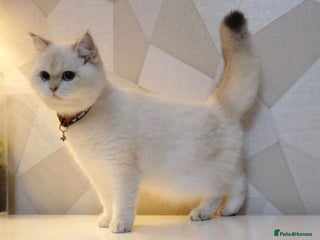 Scottish Fold cats Scottish fold and straight kittens - Advert 2