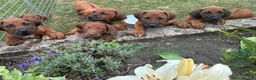 Rhodesian Ridgeback dogs for sale: Rhodesian Ridgeback Puppies European Pedigree - Advert 10