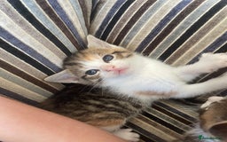 Mixed Breed cats for sale: 4 gorgeous mixed breed kittens - Image 12