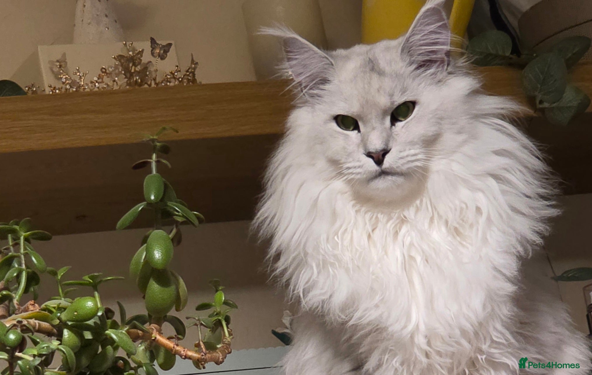 Maine Coon cats Sir Aslan Silver Shaded Stud  - Advert 1