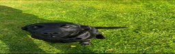 Labrador Retriever dogs for sale: Beautiful Labrador Willow - Advert 3
