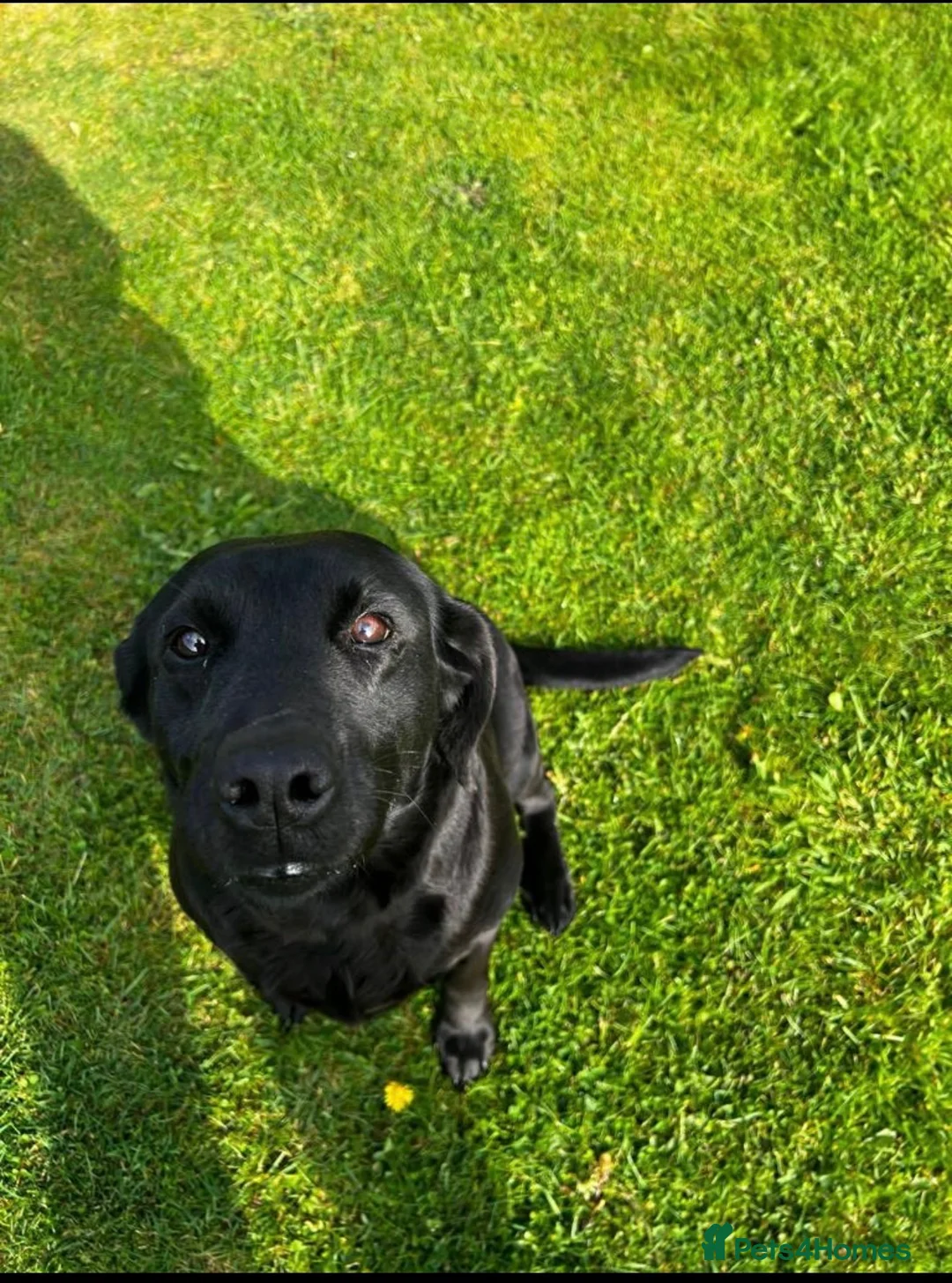 Labrador Retriever dogs for sale: Beautiful Labrador Willow - Advert 3