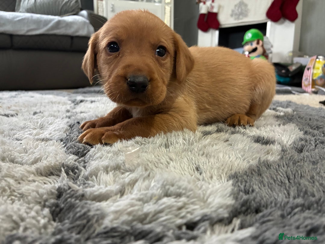 Labrador Retriever dogs for sale: 5 kc chunky fox red Labradors  - Advert 11