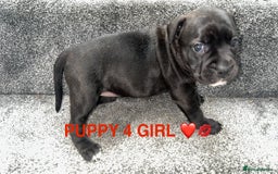 Staffordshire Bull Terrier dogs for sale: 4 staffy pups  - Image 12
