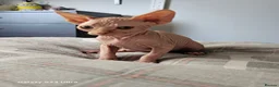 Sphynx cats for sale: Sphynx  in Southampton - Advert 8