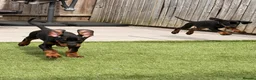 Dobermann dogs for sale: READY TO COLLET NOW | RKC DOBERMAN | CHAMPION LINE - Advert 6