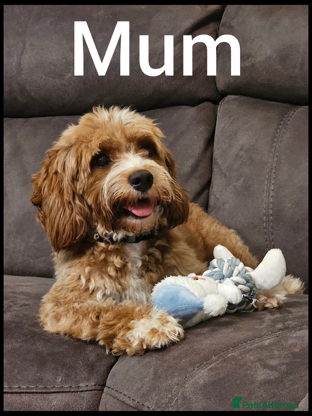 Cavapoo dogs for sale: Beautiful F2 Cavapoo Puppies - Advert 9