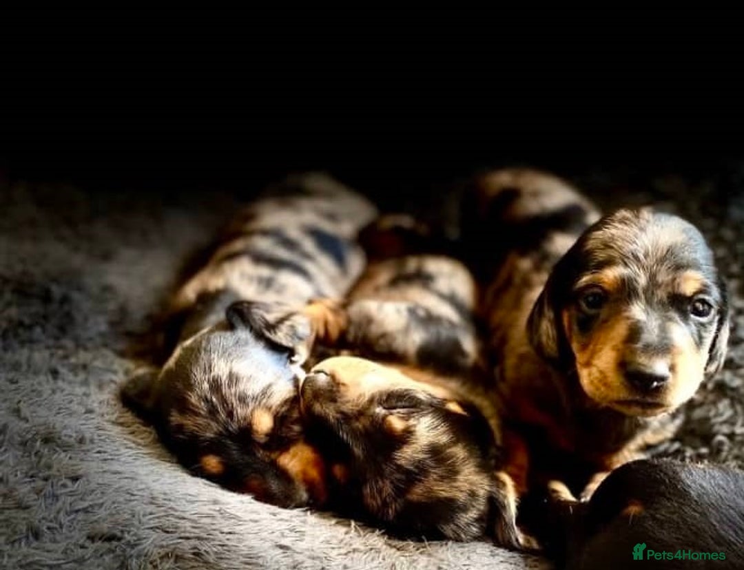 Miniature Dachshund dogs for sale: Perfect smoothhair mini dapple doxies for sale - Image 4