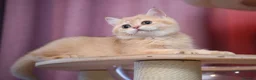 Scottish Fold cats for sale: Scottish fold and straight girls - Advert 9