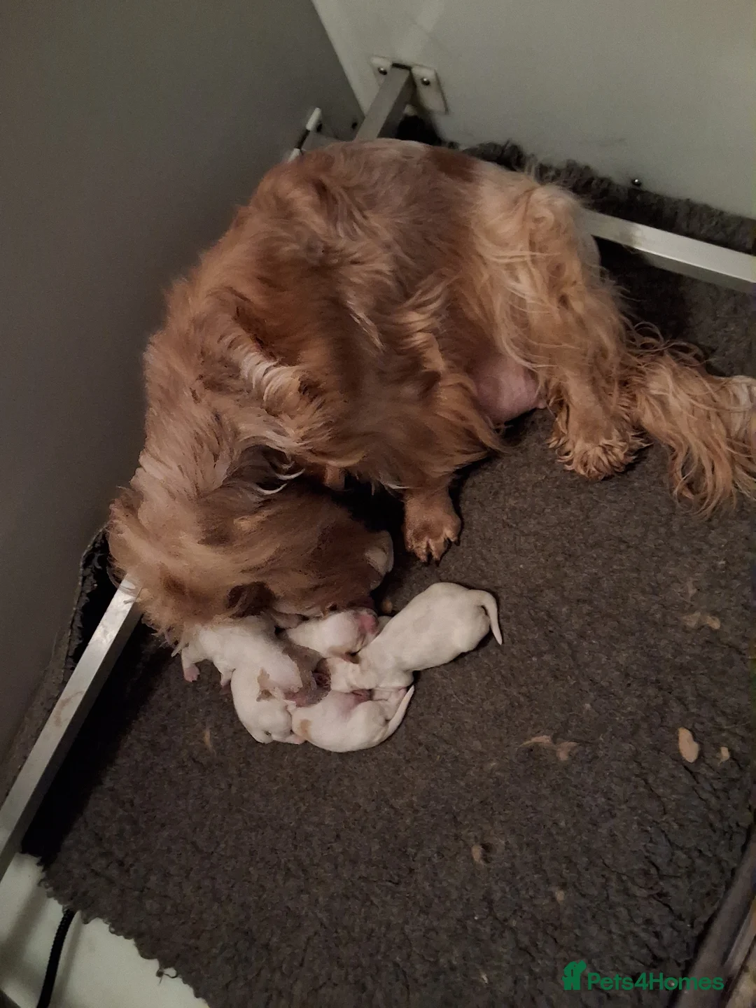 Cocker Spaniel dogs for sale: KC registered Show Cocker - Advert 8