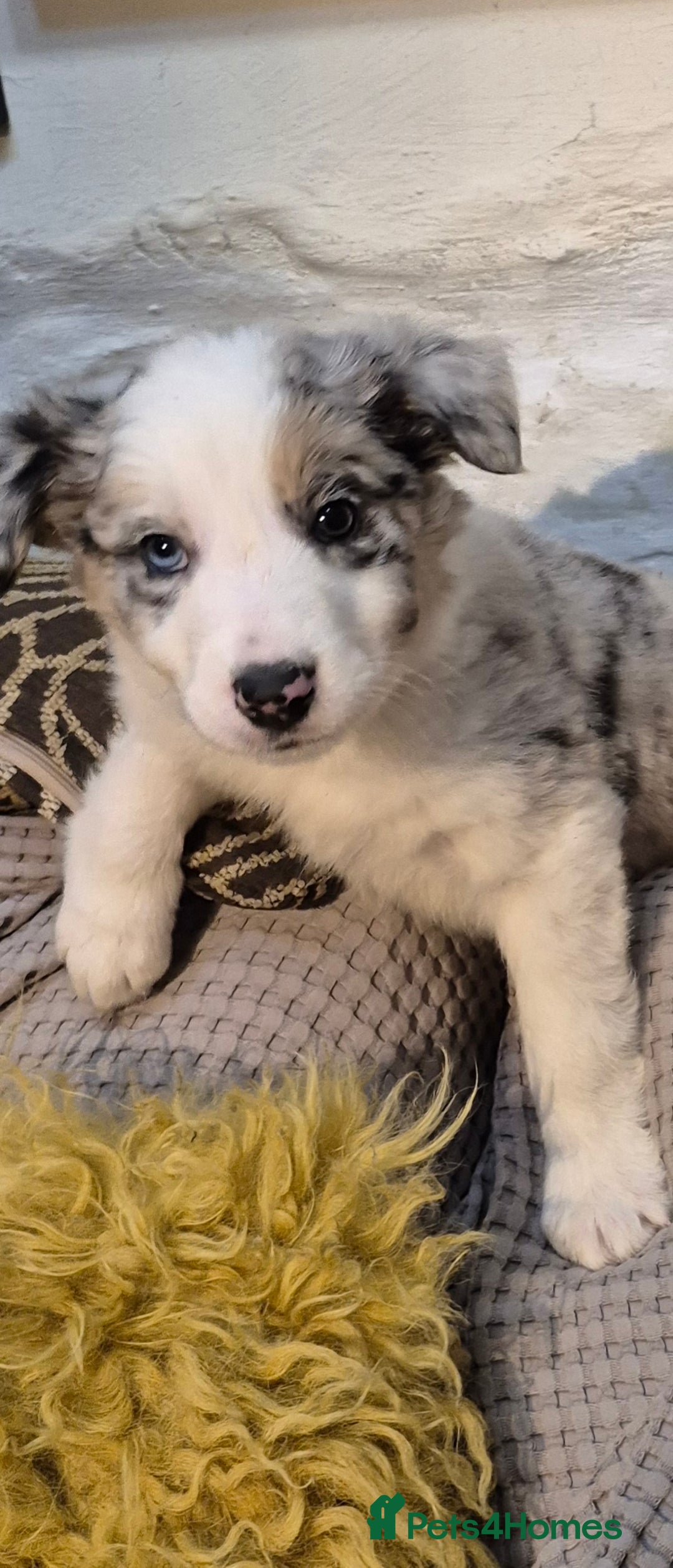 Border Collie dogs for sale: Blue Merles puppies  - Advert 7