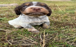 Cocker Spaniel dogs for sale: Extensively Health Tested KC Registered  - Image 6