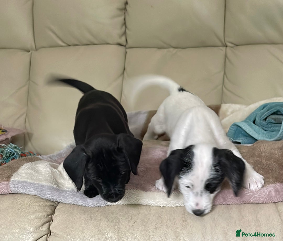 Mixed Breed dogs for sale: 2 boys available  in East Grinstead - Image 6