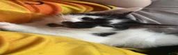 British Shorthair cats for sale: Black and white  - Advert 8