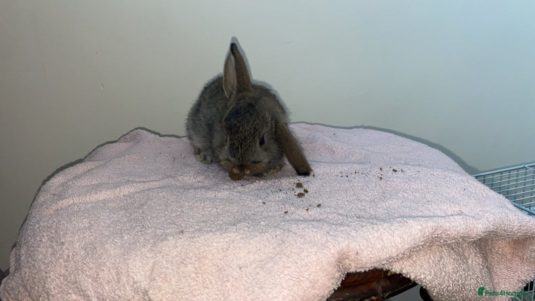 Mini Lop rabbits for sale: Mixed litter of mini lop babies for sale  - Image 10