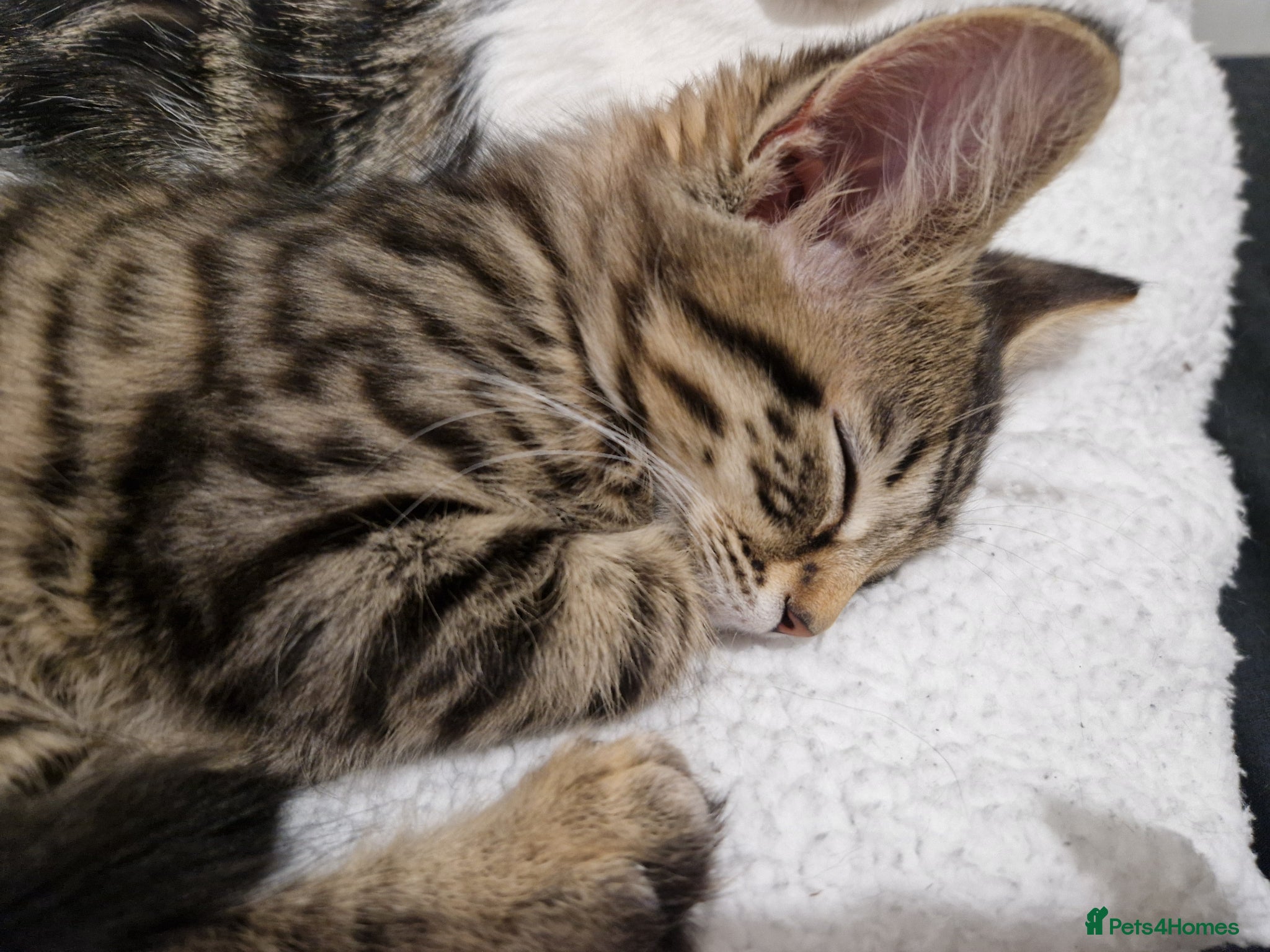 Mixed Breed cats Male Kitten in need of home - Advert 5