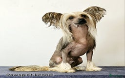 Chinese Crested dogs for sale: Boys £1300, girls £1600 - Image 10