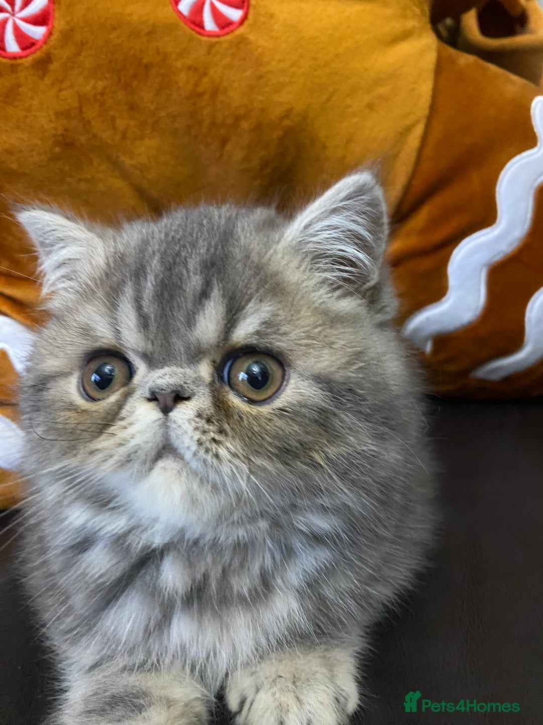 Exotic cats for sale: 1 BABY BOY Exceptional Persian Exotic litter - Advert 18