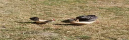 Chickens poultry for sale: Satin Silkie Mum with her 2 serama chicks  - Advert 3