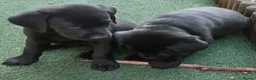 Labrador Retriever dogs for sale:  KC Black Labradors – 4 Boys & 2 Girls Available🐶 - Advert 9