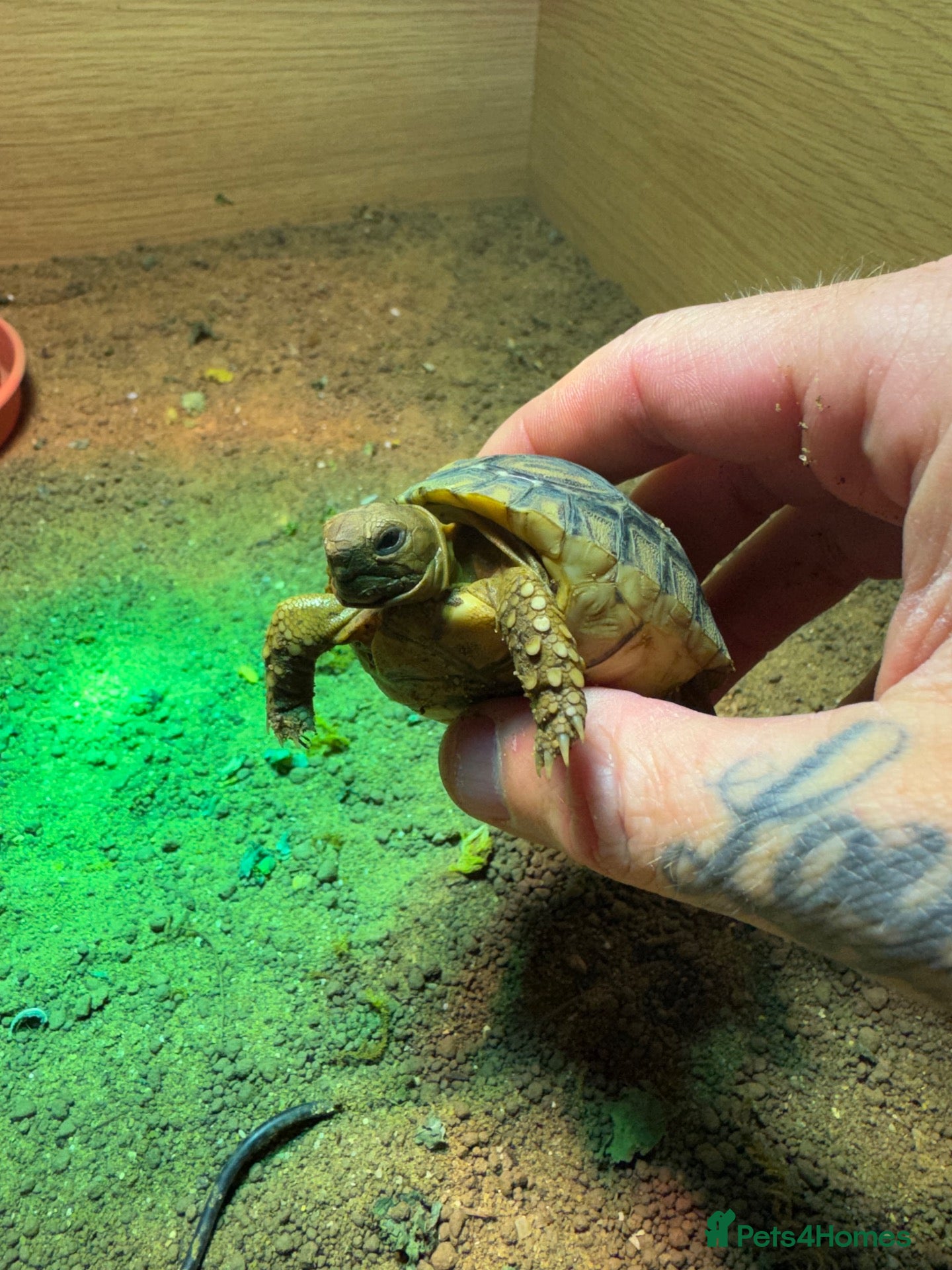 Tortoise reptiles BABY LEOPARDS & SET UPS - Advert 1