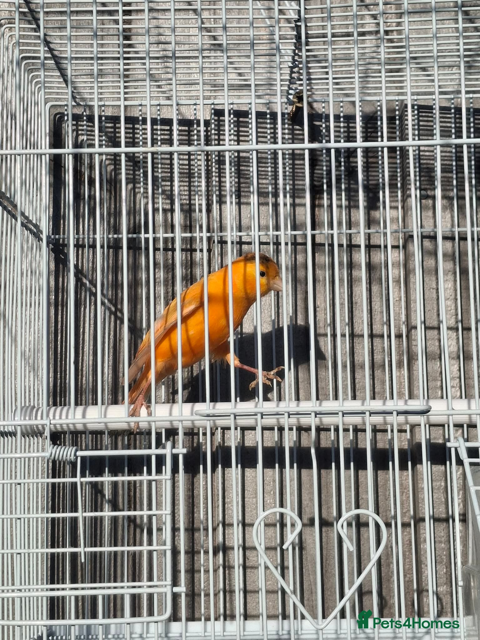 Budgerigars birds Orange canary male with cage - Advert 9
