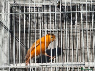 Budgerigars birds Orange canary male with cage - Advert 10