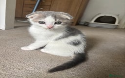 Scottish Fold cats for sale: 5 fluffy Scottish fold kittens  - Image 22