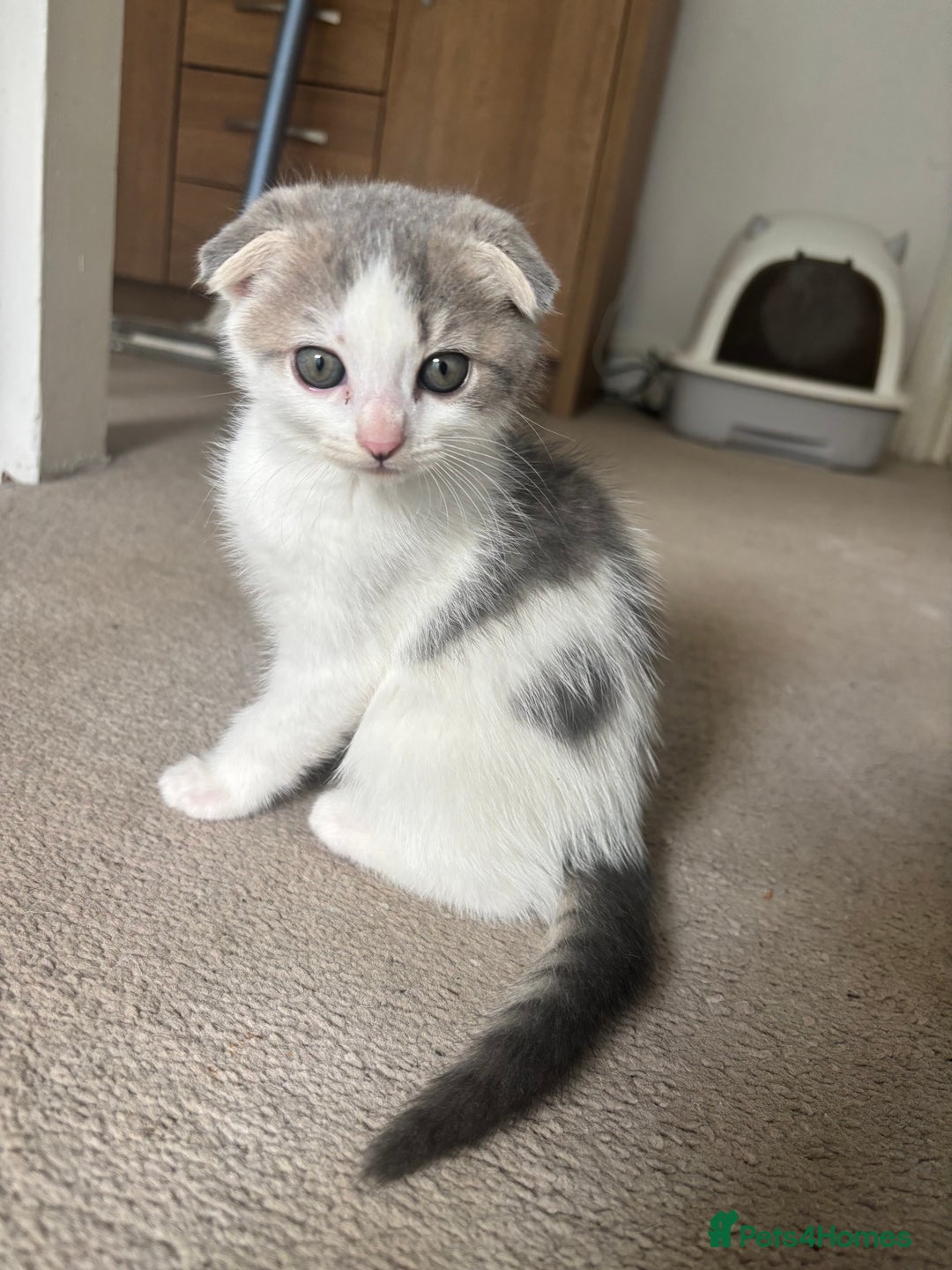Scottish Fold cats for sale: 5 fluffy Scottish fold kittens  - Image 22