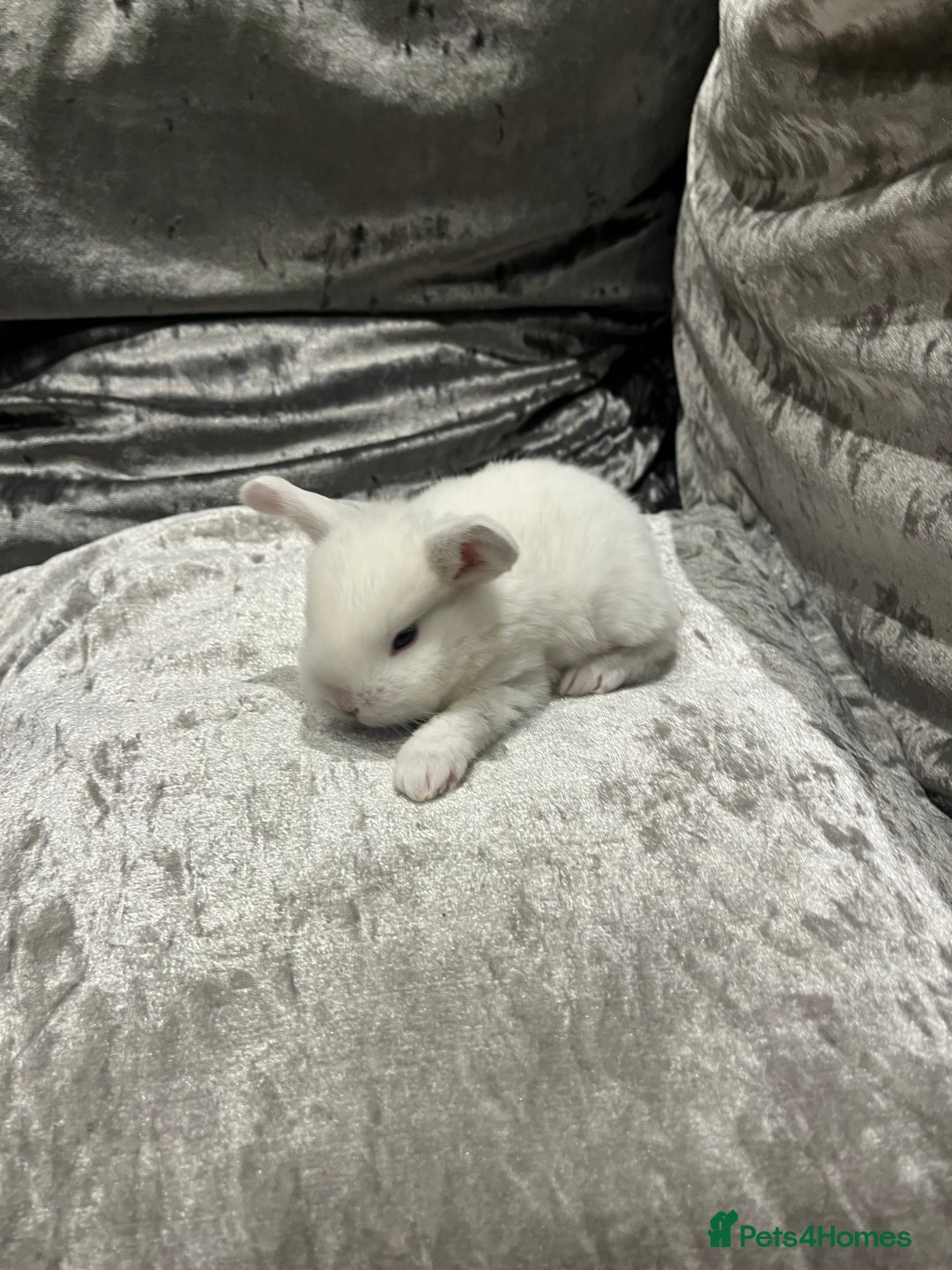 Dwarf Lop rabbits for sale: Beautiful litter of baby bunnies. - Advert 2