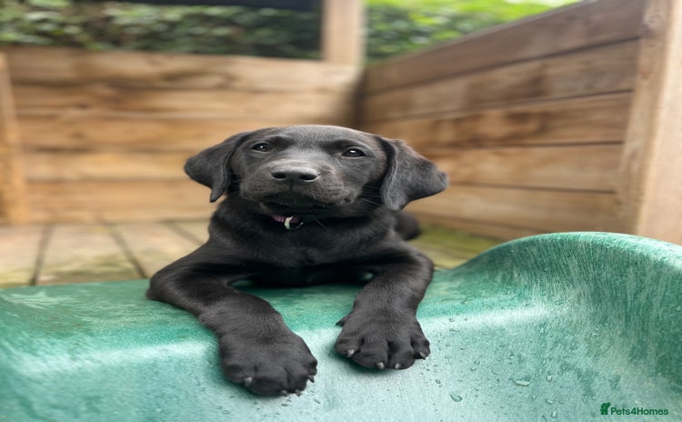 Labrador Retriever dogs - Advert 14