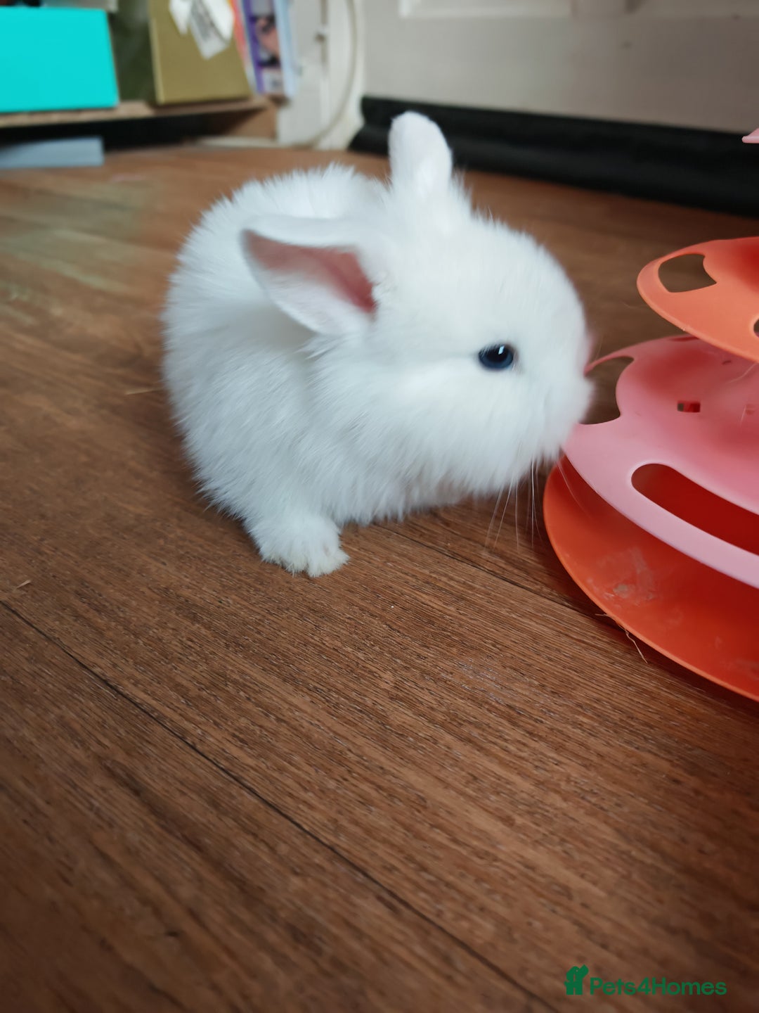 Lionhead rabbits for sale: 4 baby Lionhead rabbits - Advert 13
