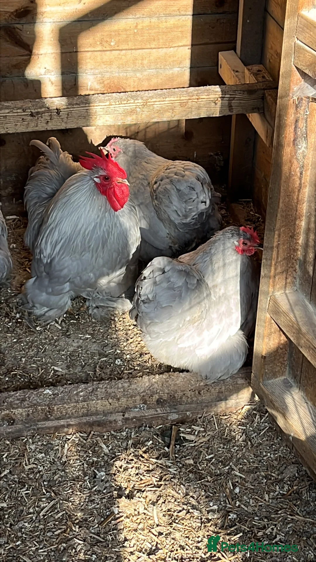 Chickens poultry for sale: Trio lavender Pekin - Advert 2