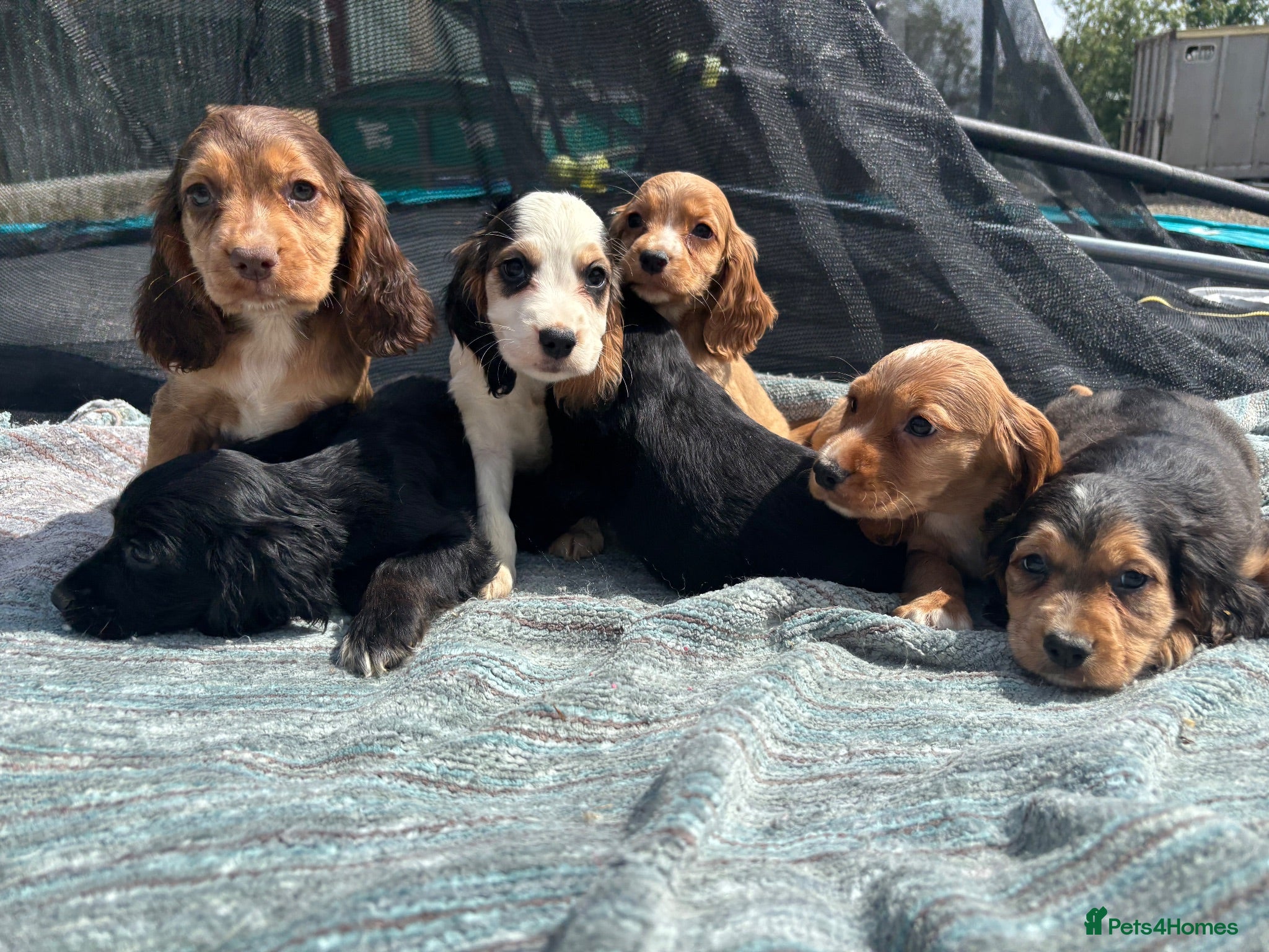 Cocker Spaniel dogs beautiful show cocker spaniel puppies  - Advert 2