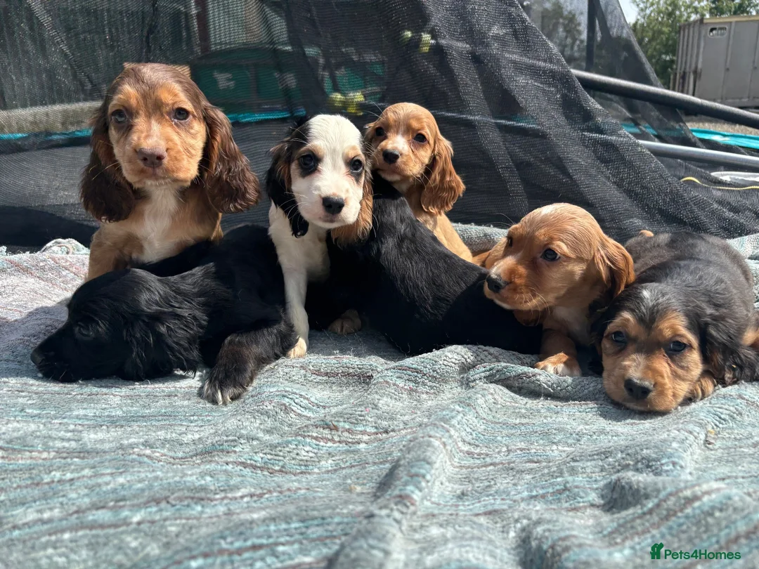 Cocker Spaniel dogs for sale: beautiful show cocker spaniel puppies  - Advert 1