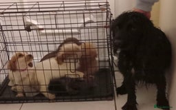 Cocker Spaniel dogs for sale: Cocker spaniel puppys  - Image 7